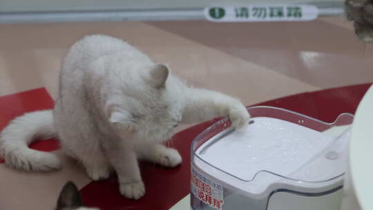 撸猫馆 猫咪 可爱 小猫 萌宠 裸猫 猫星人