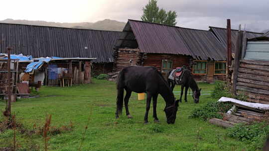 村庄里的马在吃草视频素材模板下载