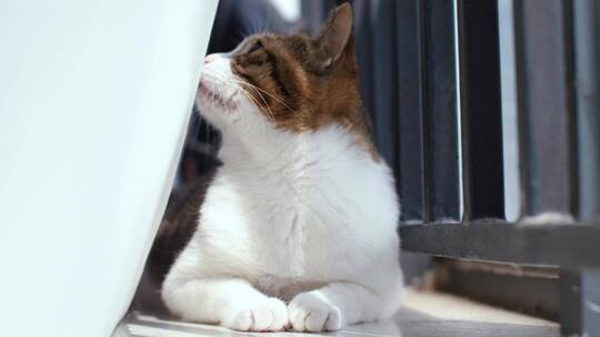 窗台上的猫咪，宠物萌宠4K视频素材视频素材模板下载