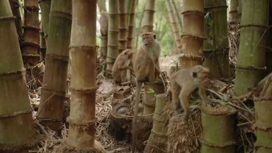 竹林里的猴群