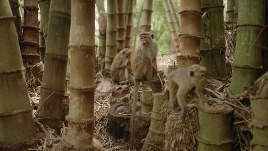 竹林里的猴群视频素材模板下载