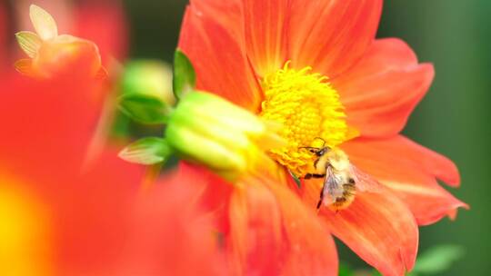 一只在橙花上工作的蜜蜂
