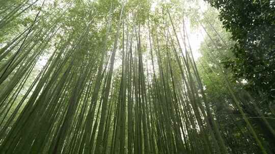 日本京都岚山的竹林。