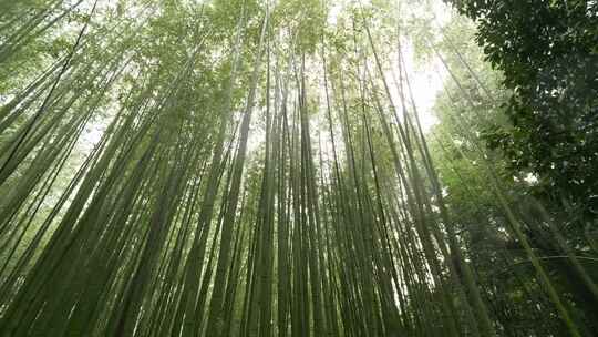 日本京都岚山的竹林。视频素材模板下载