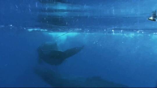 座头鲸缠绕在渔具上的水下镜头