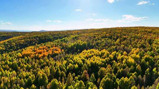 秋季航拍茫茫林海五颜六色240916-13