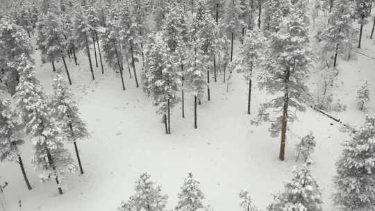 雪域森林的无人机镜头