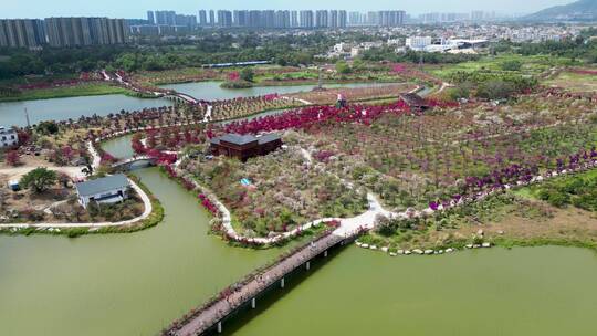 海南陵水黎族自治县南湾花镇盛放的三角梅