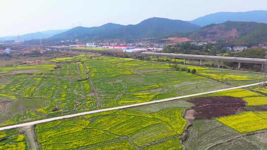 高铁穿行过油菜花盛开的田野