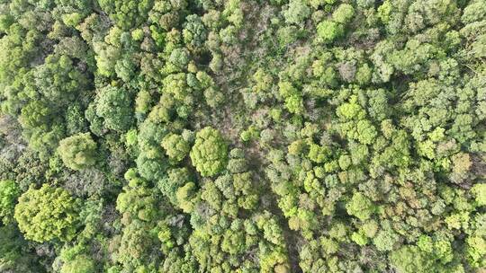 树林航拍树木森林绿色植物原始生态环境景观