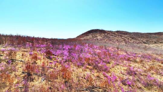 内蒙古达尔滨湖火山岩杜鹃花绽放