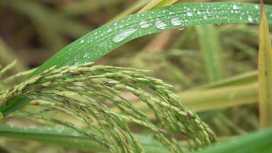 水稻露水露珠清新自然农作物视频素材模板下载