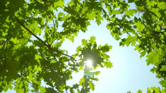 阳光透过橡树树叶
