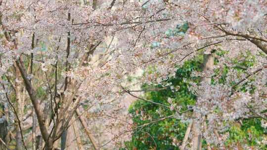 小雁塔公园春天樱花