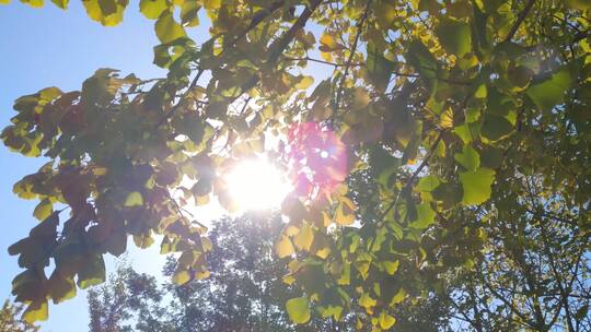 美丽秋天里金黄唯美的阳光银杏树树叶