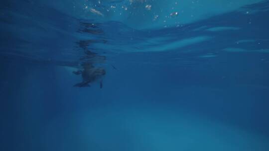 海豚与驯兽师在海豚池水下游泳特写