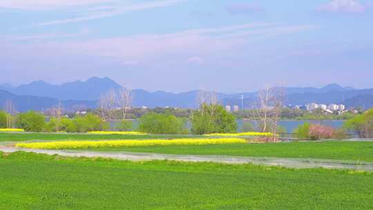 杭州富春江江畔麦田春天风景