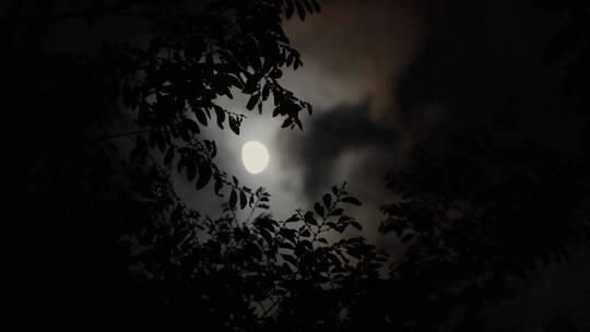 月亮树林剪影