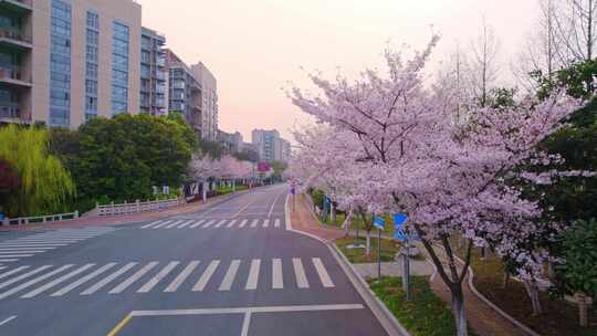 樱花大道