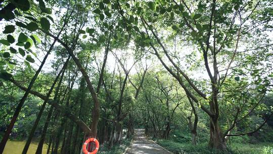 树林阳光透过树叶林荫小道森林公园4k视频