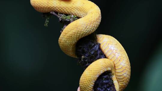 树枝上的黄色毒蛇