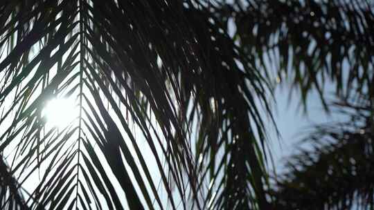 海边的棕榈树特写视频素材模板下载