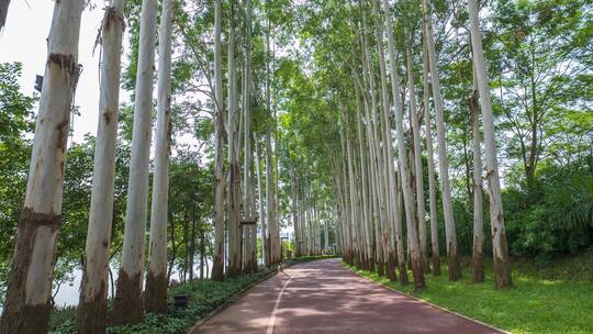 林荫小路阳光桉树林