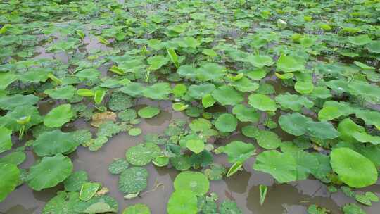 雨后荷叶上的水珠航拍