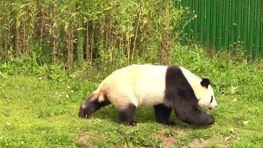 动物园大熊猫视频素材模板下载