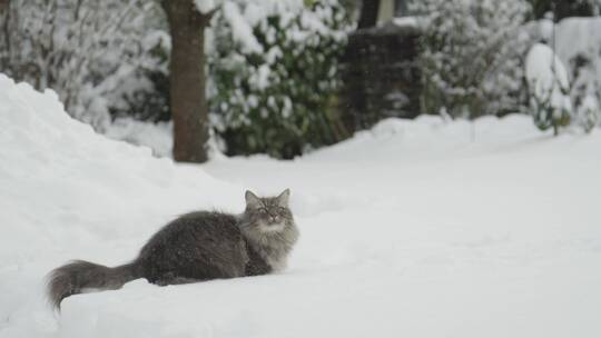 狸猫在雪地跳跃的慢镜头