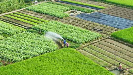 田野菜地浇水种菜