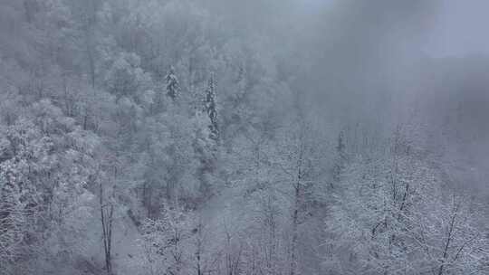 东北冬天暴雪大雪中的林海雪原