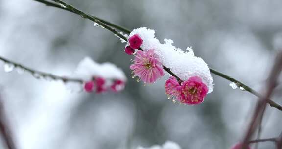 冬季下雪红梅花盛开红梅傲雪