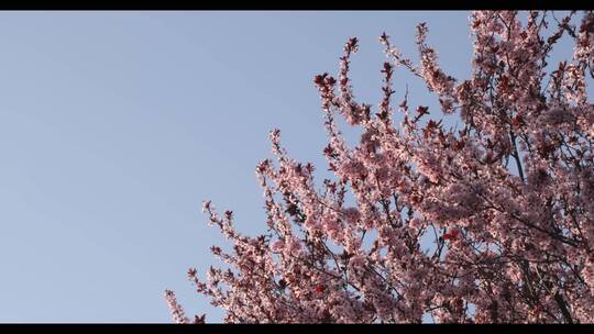 微风吹动的樱花视频素材模板下载