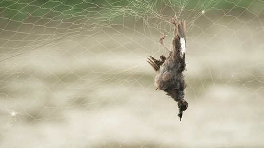 农村被防护网缠住死掉的小鸟