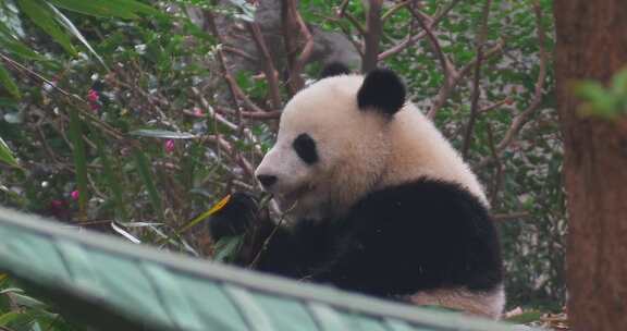 大熊猫吃竹子