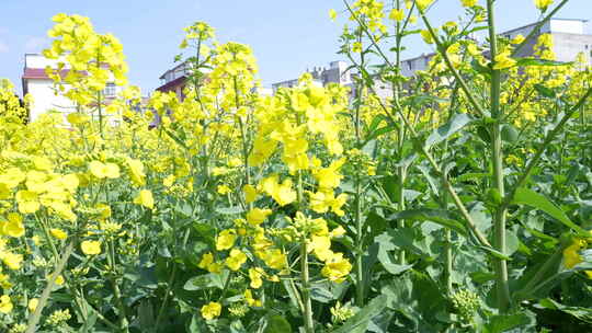 春天的油菜花