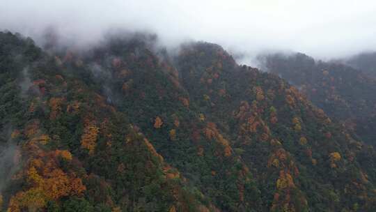 漫山红叶巴中光雾山附近