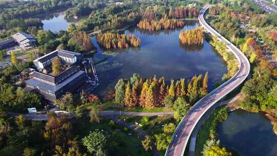 成都白鹭湾湿地公园秋季水杉红叶绿道航拍