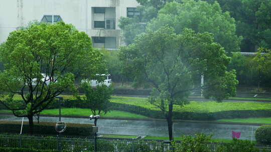 狂风暴雨中的城市街景 绿化植物