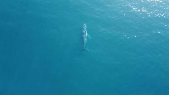 唯美海上鲸鱼洋霸主海洋鲸鱼座头鲸