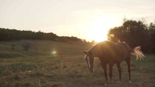 牧场草场上的马