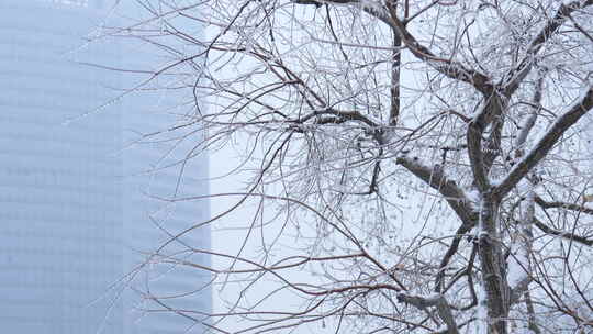 武汉江汉区菱角湖公园雪景