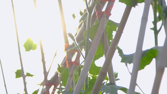 夕阳逆光下蔬菜园里种植的蔬菜农作物