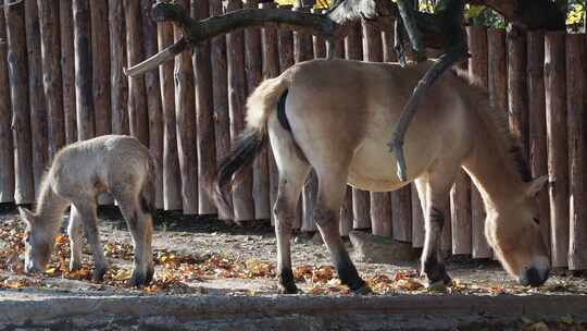马和小马驹。普氏马也被称为蒙古野马或准噶