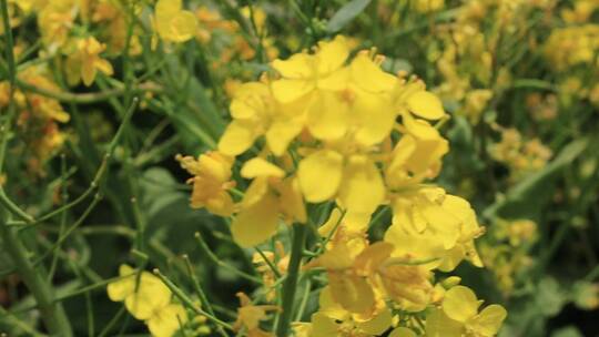 济南龙山平陵古城油菜花基地，春季油菜花田