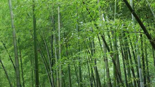 下雨天竹林景观特写，竹节挺拔竹叶繁茂