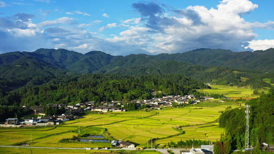 秋天乡村金黄的稻田