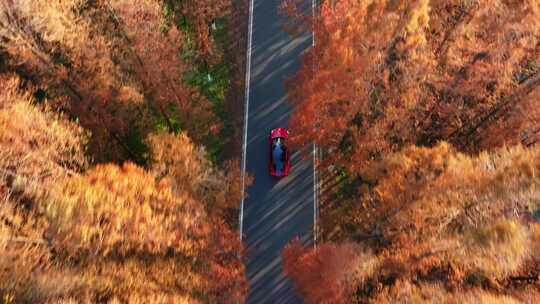 塘下公路 汽车行驶 水杉林