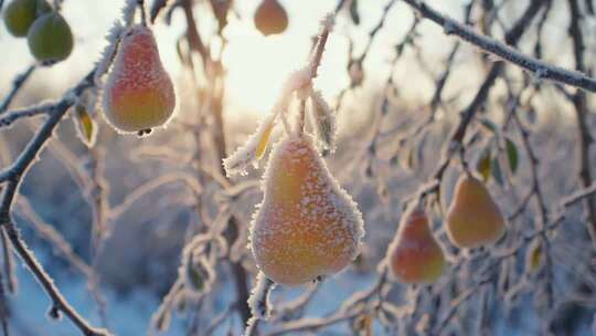 冬日枝头覆霜果实特写